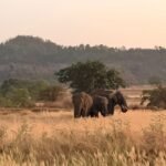 डिंडोरी वन क्षेत्र में तीन हाथियों का विचरण, जनसुरक्षा के लिए विभाग अलर्ट