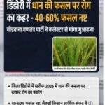 डिंडोरी में धान की फसल पर रोग का कहर – 40 से 60 प्रतिशत फसल नष्ट, गोंडवाना गणतंत्र पार्टी ने कलेक्टर से मांगा मुआवजा