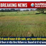 धान की फसल में कीट प्रकोप की रोकथाम के लिए कृषि विभाग ने गठित किया निरीक्षण दल